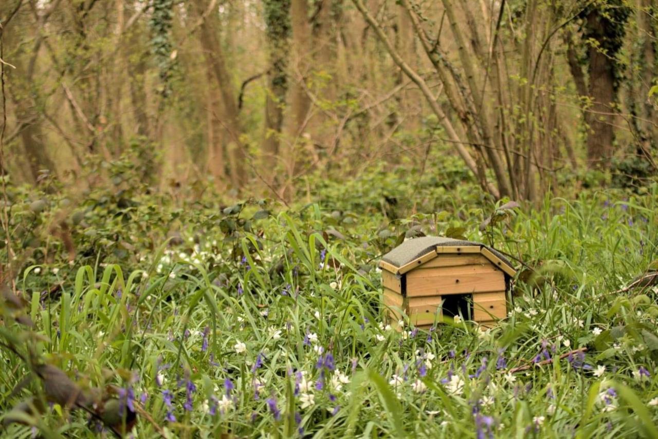 Magical Forest Yurt Sturry Esterno foto