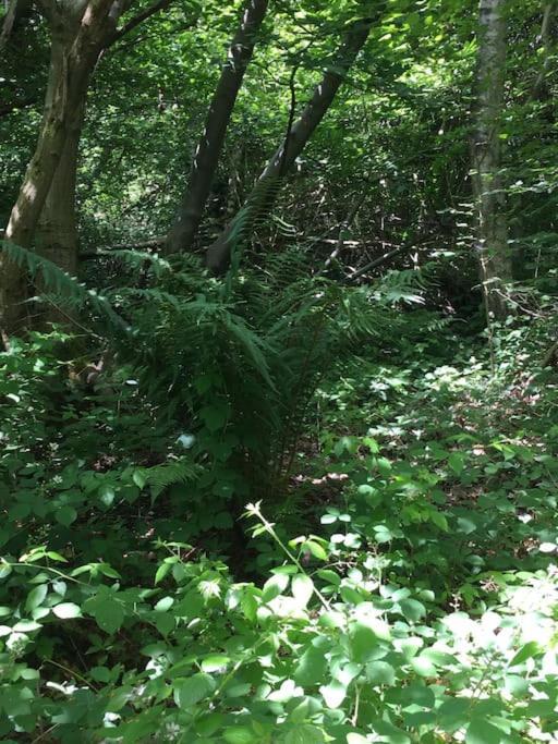 Magical Forest Yurt Sturry Esterno foto